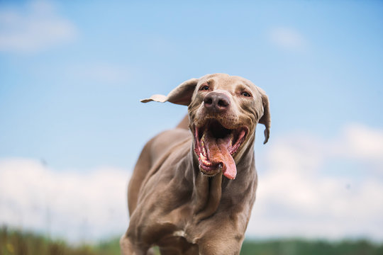 Happy Weimaraner dog playing in summer field