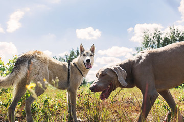 Naklejka premium Active laika and Weimaraner dogs playing in forest