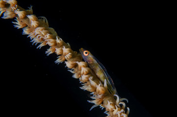 Translucent tiny ghost goby camouflaged on a coral near Anilao, Philippines.  Marine life and underwater fauna.
