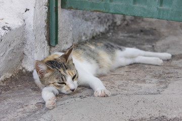 Gatos de Arrecife, en Fuerteventura
