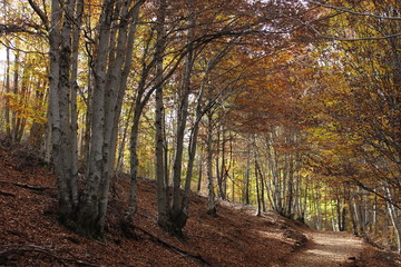 Hongos en el Hayedo de Tejera Negra, en la sierra norte de Guadalajara (España)