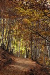 Hongos en el Hayedo de Tejera Negra, en la sierra norte de Guadalajara (España)