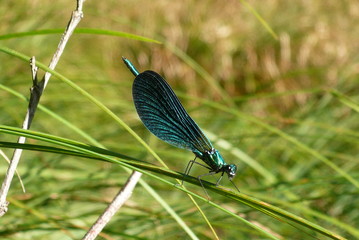 Típica libélula de la Península Ibérica