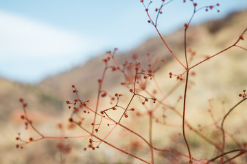 Close Up of Red Bush