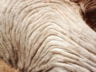 Pattern from dry tree stump