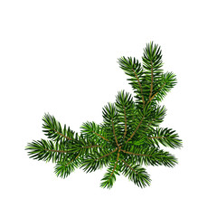 Two green spruce branches realistic. Christmas vector illustration