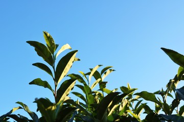 お茶の葉　秋　風景　杤木