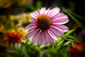 Obraz premium Pink floral