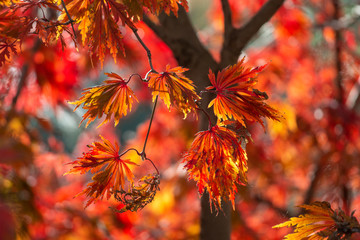 Fall leaves glow in the morning sun