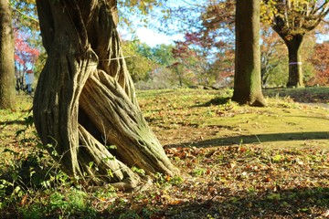 古木　秋　風景　茨城