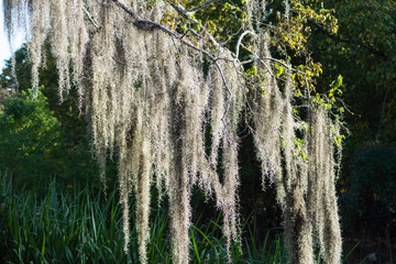 Spanish Moss Hanging from Tree