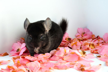 A beautiful domestic chinchilla male  with a nice black fur.  it is an animal considered as a...