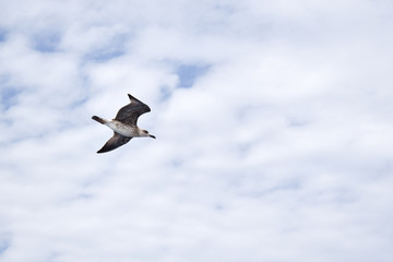 White-brown seagull flying during bright cloudy day.
