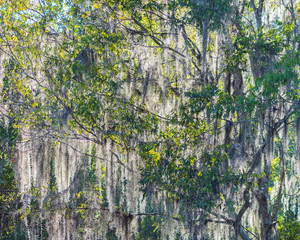 Sunlight through a tree draped in spanish moss
