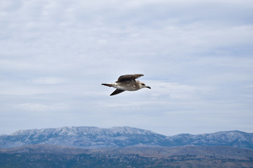 White-brown seagull flying during bright cloudy day.