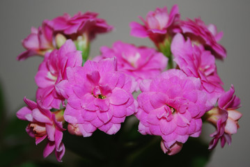 pink to kalanchoe bright room flower