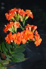 double orange to  kalanchoe decorative room flower