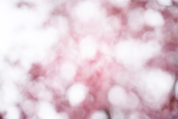 Pink bokeh from Cherry blossom trees. For background.