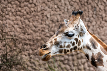 Girafa bem cuidada em zoo de S&atilde;o Paulo Brasil