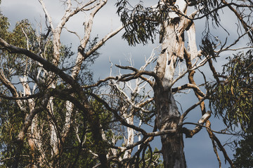 harsh climate concept, rugged tree branches from a dead eucalyptus gum tree against a stormy sky