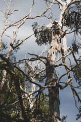 harsh climate concept, rugged tree branches from a dead eucalyptus gum tree against a stormy sky