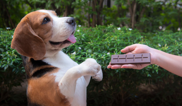 The hand of a person is giving chocolate to a pet to eat. But animals can't eat chocolate. It contains caffeine, Theobromine, which is dangerous for pets. If a dog eats it, it may die