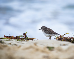 Sandpiper looking for food with beak full of sand.