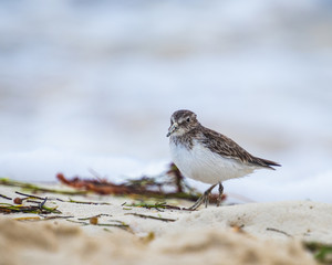 Sandpiper looking for food with beak full of sand.