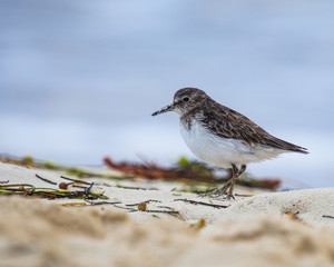 Sandpiper looking for food with beak full of sand.