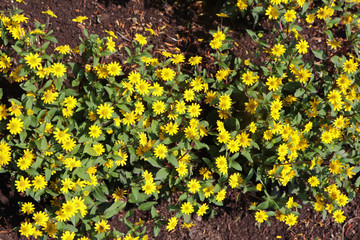 Massif de Sanvitalia jaunes