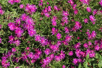 Naklejka premium Aster violet mauve