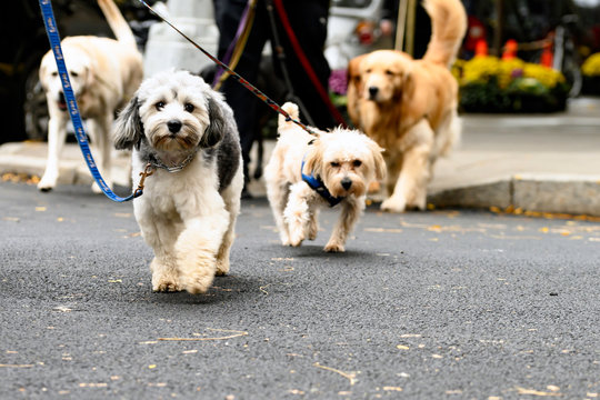 Dog Group Crossing City Street