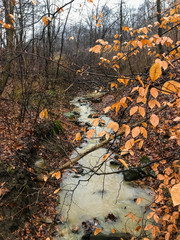 Autumn Leaves in the Forest with Stream