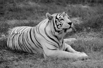 Tigre Blanco Pacifico