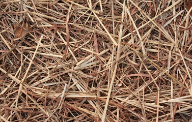 Background of dry hay after the harvest season