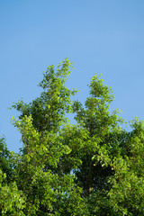 Obraz premium green treetop and blue sky