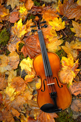 Violin Lying on Red and Orange Autumn Leaves Background