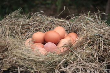 fresh oraganic eggs in the nest
