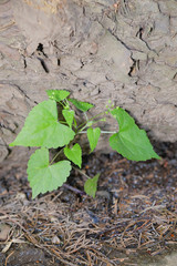 young plant in soil growing under dead tree