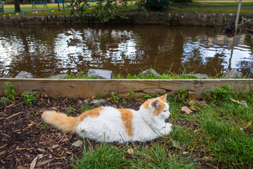 Cat Laying Beside the River in Dawlish