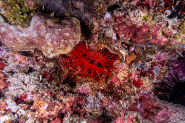 Electric clam (Ctenoides ales), also known as electric flame scallop, disco clam at a coral reef near Anilao, Batangas, Philippines. Marine life and underwater photography. - obrazy, fototapety, plakaty