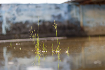 Obraz na płótnie Canvas reeds in the lake
