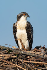An Osprey nestling perched in its nest.