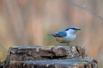 blue jay on branch