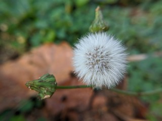 Fluffy Dandelion