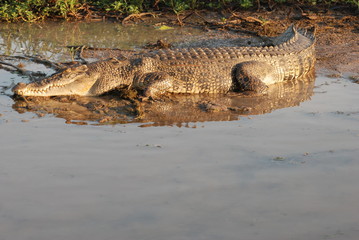 coccodrillo