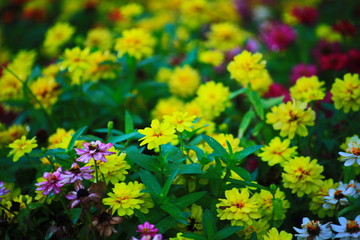 Colorful flowers in the garden