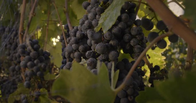 CU camera moves across bunches of dew-covered dark grapes growing on vine for wine making. Slow motion, macro 4K with shallow focus, hand-held, recorded at 60fps