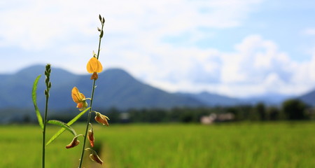 Yellow flowers in the mountains and sky background