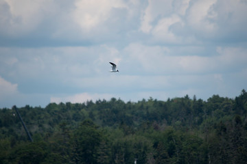 Laughing Gull